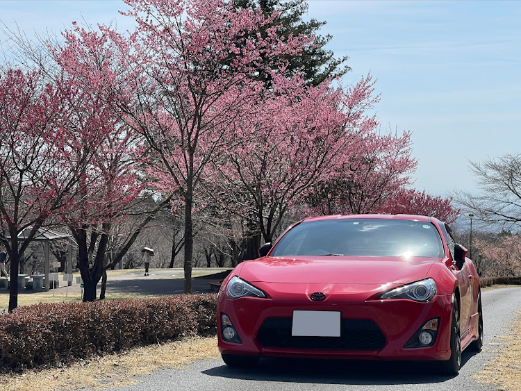 86のサクラと愛車・4月もよろしくお願い致します🌸・桜・ドライブに関するカスタム事例の投稿画像1枚目