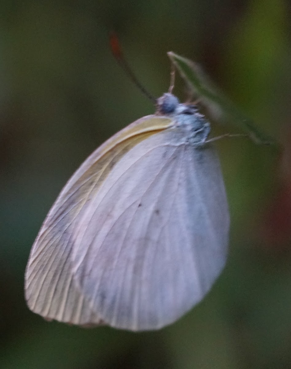 Small White Grass Yellow