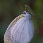 Small White Grass Yellow