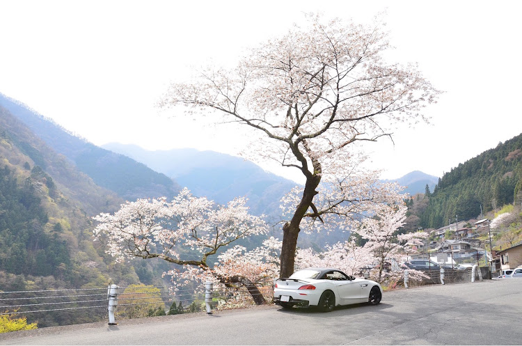 Z4 ロードスターのオープンドライブ・桜コラボ🌸・キレイな車は気持ちが良いね・平日休みの特権に関するカスタム事例の投稿画像3枚目