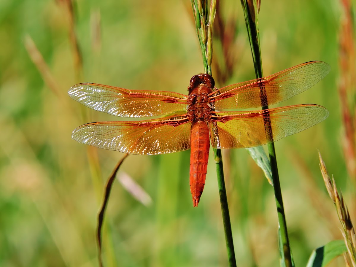 Flame skimmer