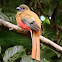 Diard's trogon female