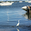 Crane By the Beach