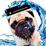 Cover Image of Descargar Pug Puppy Cute Pet Dog Live Wallpaper 1.0 APK