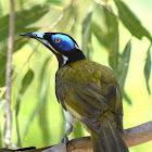 Blue-faced Honeyeater