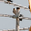 House Sparrow; Gorrión Común