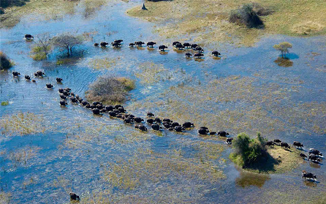 Okavango Delta Thema en nieuw tabblad