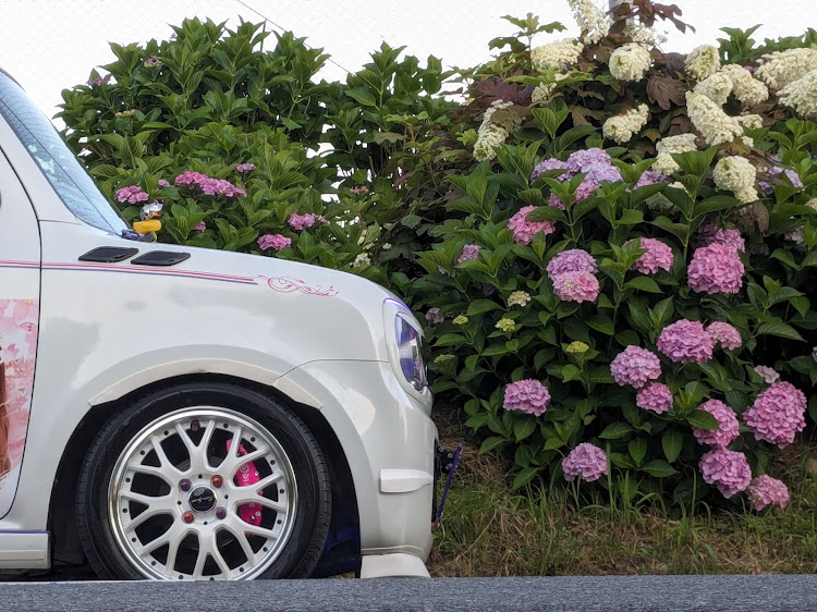 アルトラパンの紫陽花コラボ・紫陽花と愛車・紫陽花とニーナﾁｬﾝ・もうちょいかな？・野中公園に関するカスタム事例の投稿画像6枚目