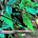 Euphaea Damselfy ♂