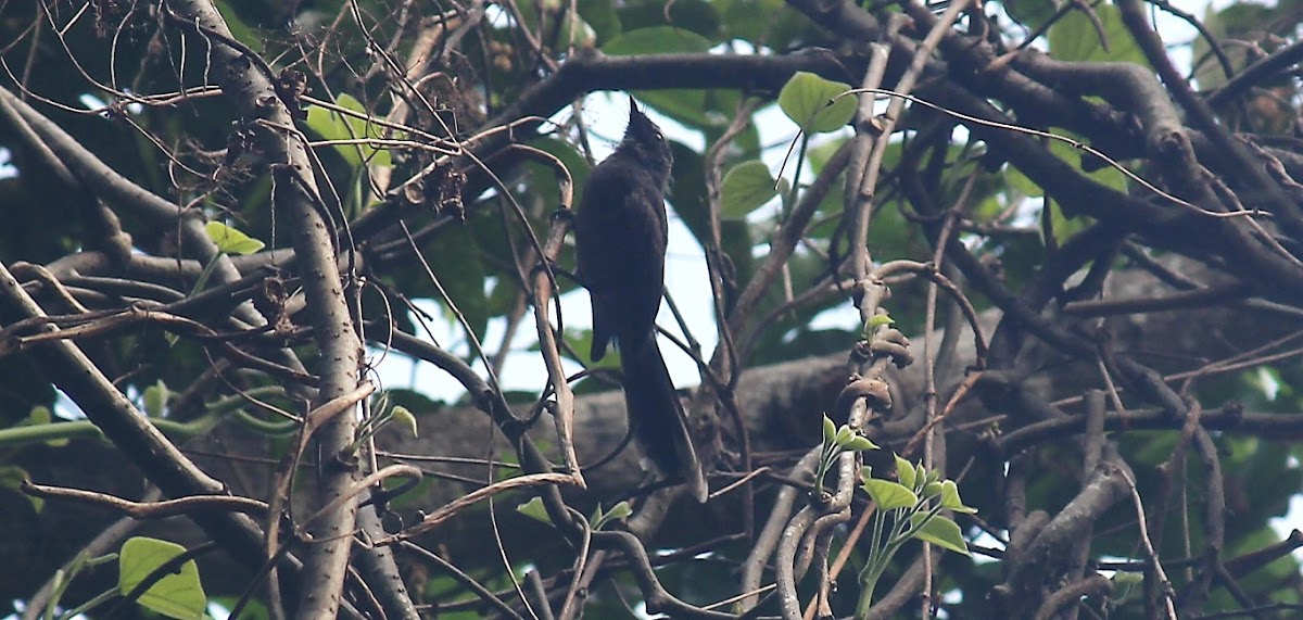 White-throated Fantail