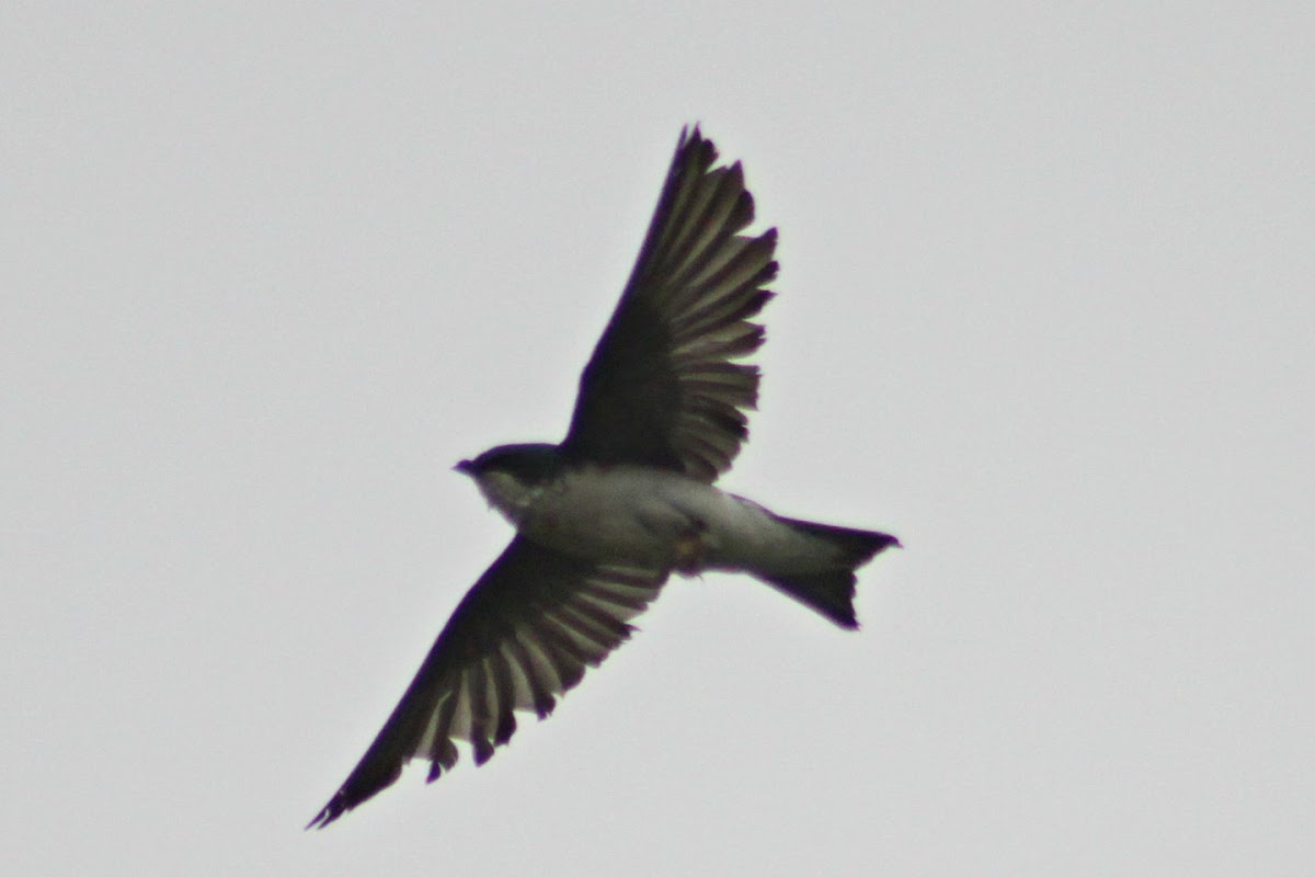 Tree Swallow