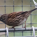 Dunnock