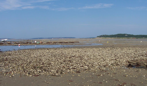 Oyster Farm in Cape Cod