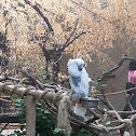 Sulphur-Crested Cockatoo