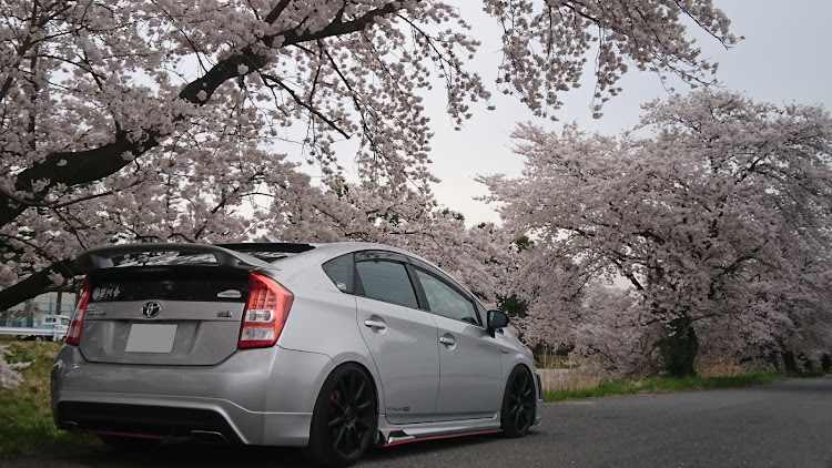 プリウスの桜と愛車に関するカスタム事例の投稿画像1枚目