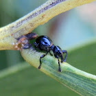 Tiny black weevil