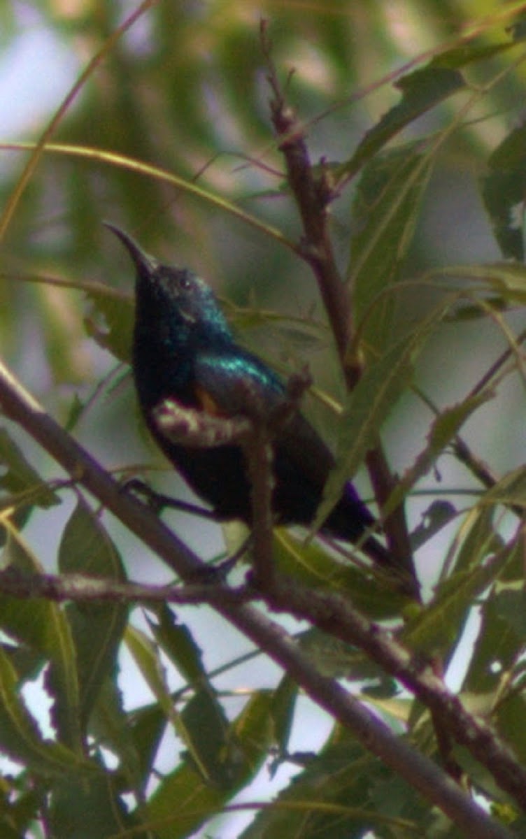 Purple Sunbird