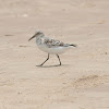 Sanderling