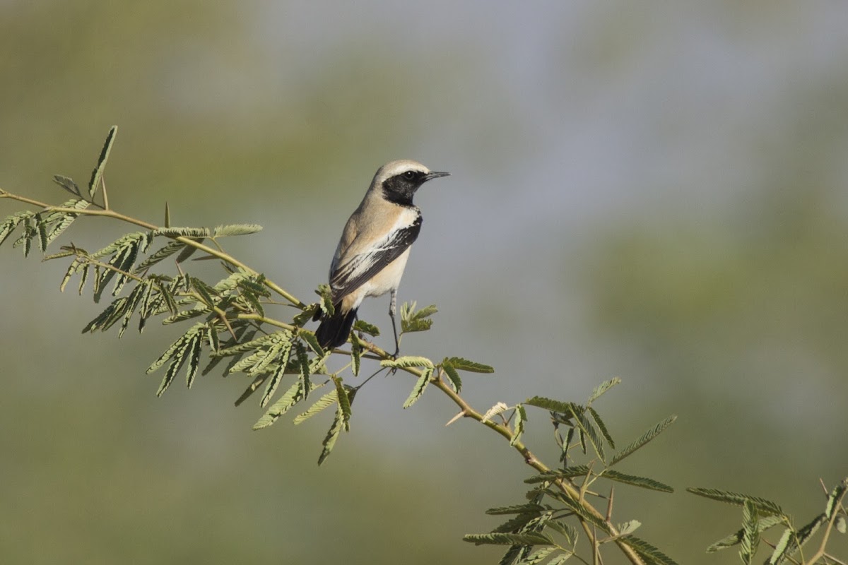 Desert Wheatear