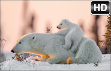 Polar Bear Wallpapers HD Custom Bears New Tab small promo image