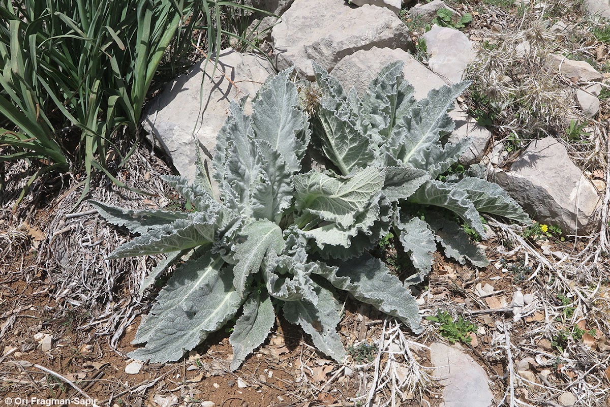 Bashan mullein