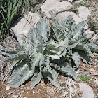 Bashan mullein