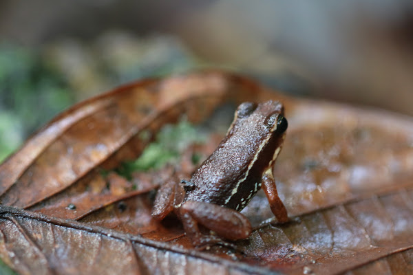 Suriname Cryptic Poison Frog | Project Noah