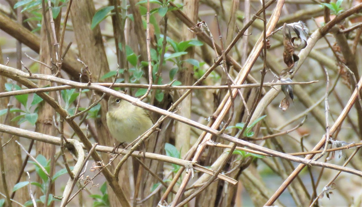 Chiffchaff