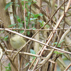 Chiffchaff