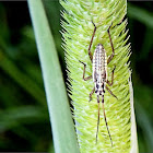 Meadow Plant Bug nymph