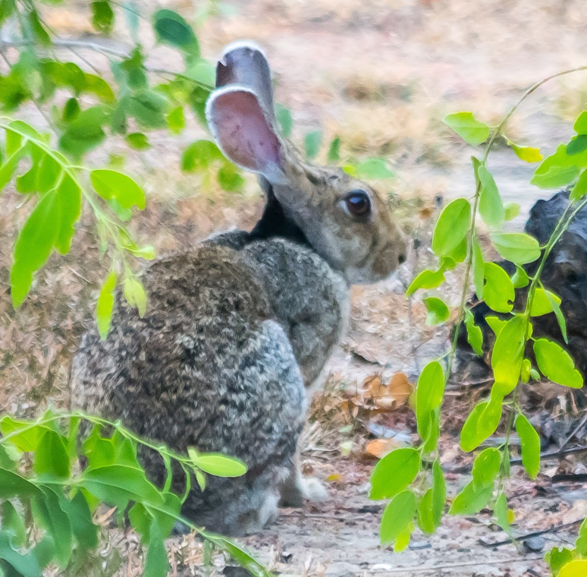 Black-naped Hare / Indian Hare