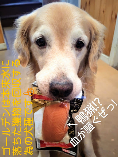 クラウンマジェスタ 150系のビビリ音 ゴールデンレトリバー 音 止め 詫び状 愛犬に関するカスタム メンテナンスの投稿画像 車のカスタム情報はcartune