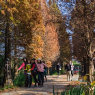 菁芳園 Tenway Garden／花園餐廳／落羽松