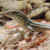 Texas Spotted Whiptail