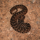 Western Massasauga Rattlesnake