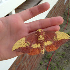 Imperial Moth