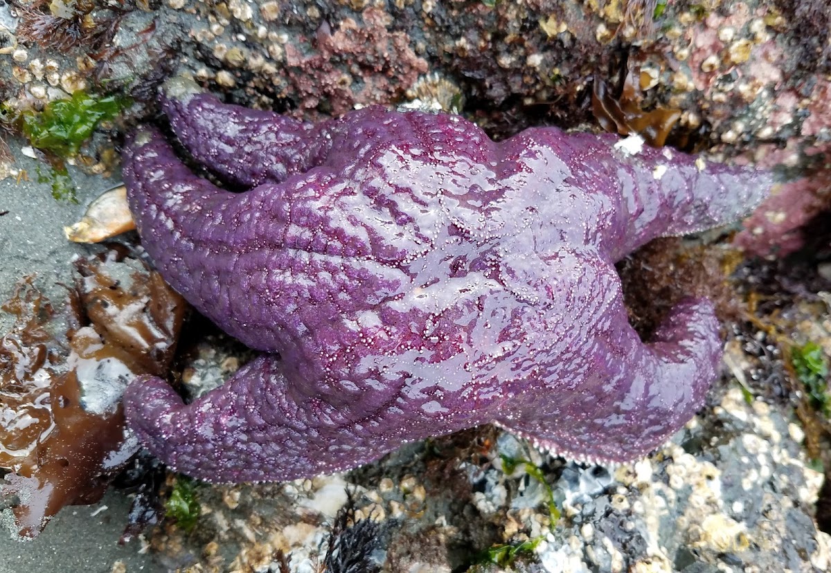 Purple sea star