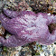 Purple sea star