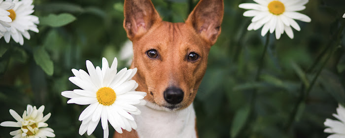 My Basenji Dog & Puppy HD Wallpapers New Tab marquee promo image