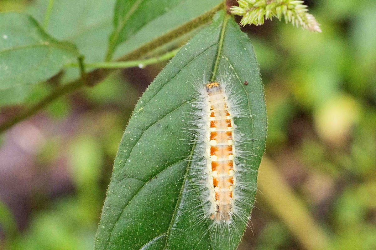 Unknown caterpillar