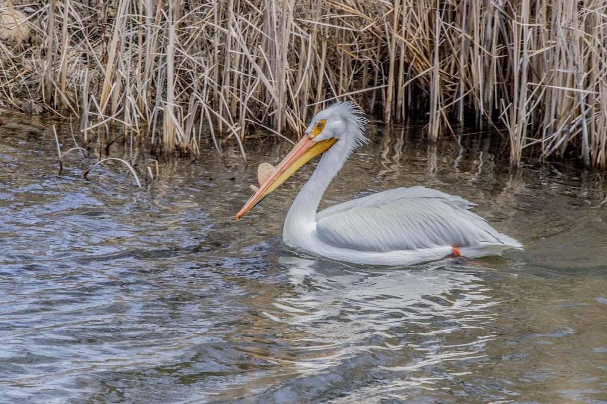 American White Pelican