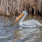 American White Pelican