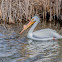 American White Pelican