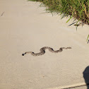 Western Diamond-backed Rattlesnake