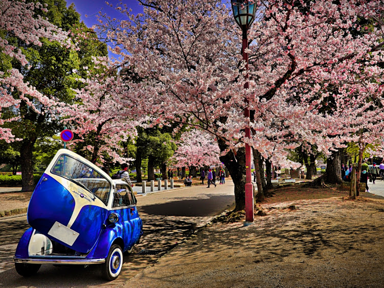 kodagiriさんが投稿したbmw・Isetta・お花見に関するカスタム事例の投稿画像1枚目