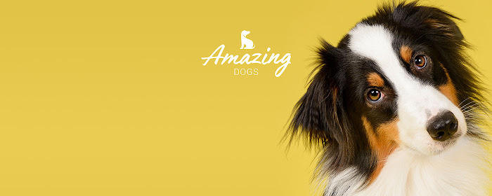 Amazing Dogs marquee promo image