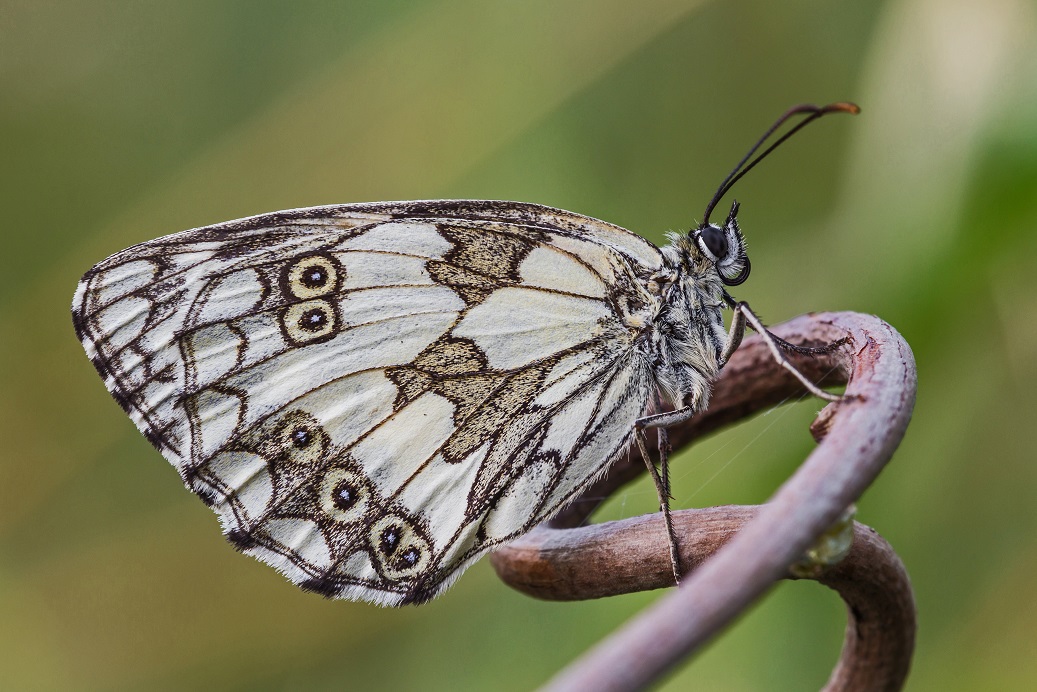 Melanargia numero 8 di MauroV