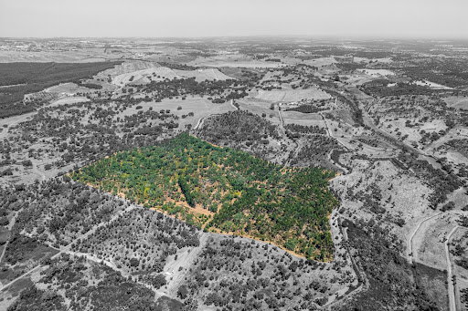 Aerial view of a wooded plot - Property purchase in Santiago do Cacém