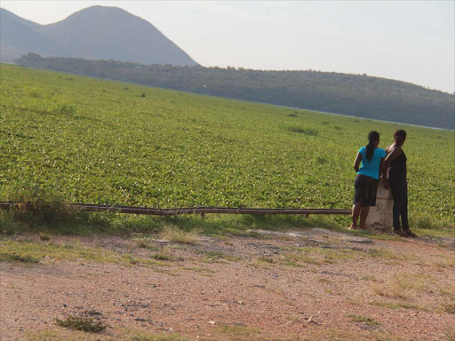 Part of Lake Victoria that is covered in hyacinth. /FILE