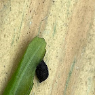 Lacewing Larva